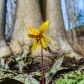 Sign of spring