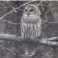Barred Owl