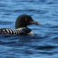 Common Loon