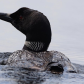 Common Loon