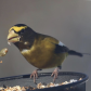 Evening Grosbeak