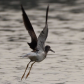 Yellowlegs