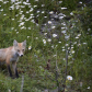 Fox family at Johnston Canyon Lodge and Bungalows / Banff National Park