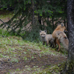Fox family at Johnston Canyon Lodge and Bungalows / Banff National Park
