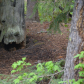 Fox family at Johnston Canyon Lodge and Bungalows / Banff National Park