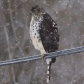 Red Tailed Hawk