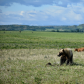 young Grizzly in the foothills of the Rockies