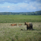 young Grizzly in the foothills of the Rockies