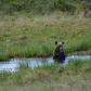 young Grizzly in the foothills of the Rockies