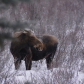 Winter moose in Moose Meadows, Johnston Canyon, Banff National Park