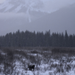 Winter moose in Moose Meadows, Johnston Canyon, Banff National Park