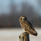 Short-eared Owl
