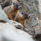 Marmot Siblings