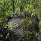 Nesting Loon 