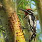 Woodpecker