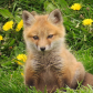 Baby Fox