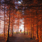 Sundown in the Forest