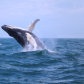 Playful Humpback