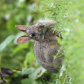 Rabbit in the grass