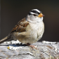 White Crowned Sparrow