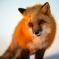 Red Fox In Morning Light