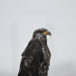 Eagle in the Rain