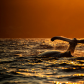 Humpback Whale In Magical Light