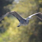 Fly by