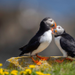 Atlantic Puffin Affection