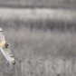 Flying low