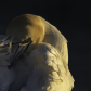 Northern Gannet in the setting sun.
