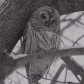 Snowy Barred Owl