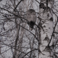 Barred Owl in a Birch