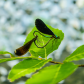 Even damsel flies do it
