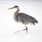 The Heron that forgot to fly South