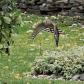 Coopers Hawk