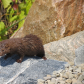 Mink after a swim
