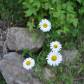Daisies among the rocks