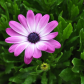 African Daisy