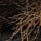Icy Beech Tree