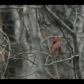 Cardinal offical 