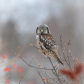 Hunting in the sumac