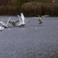 A Trumpet swan chasing away the mute swans