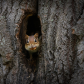 the little thief