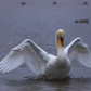 A swan flapping its wing