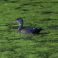 Wood Duck
