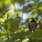 Male Black-capped chickadee feeding the female chickadee