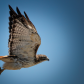 In flight
