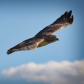 Soaring