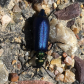 Blister Beetle 